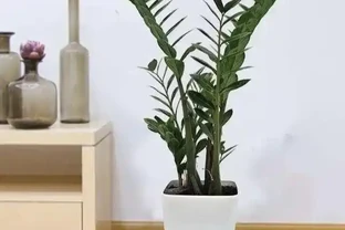養雪鐵芋，盆裡埋上2塊它，小芽擠滿一大盆