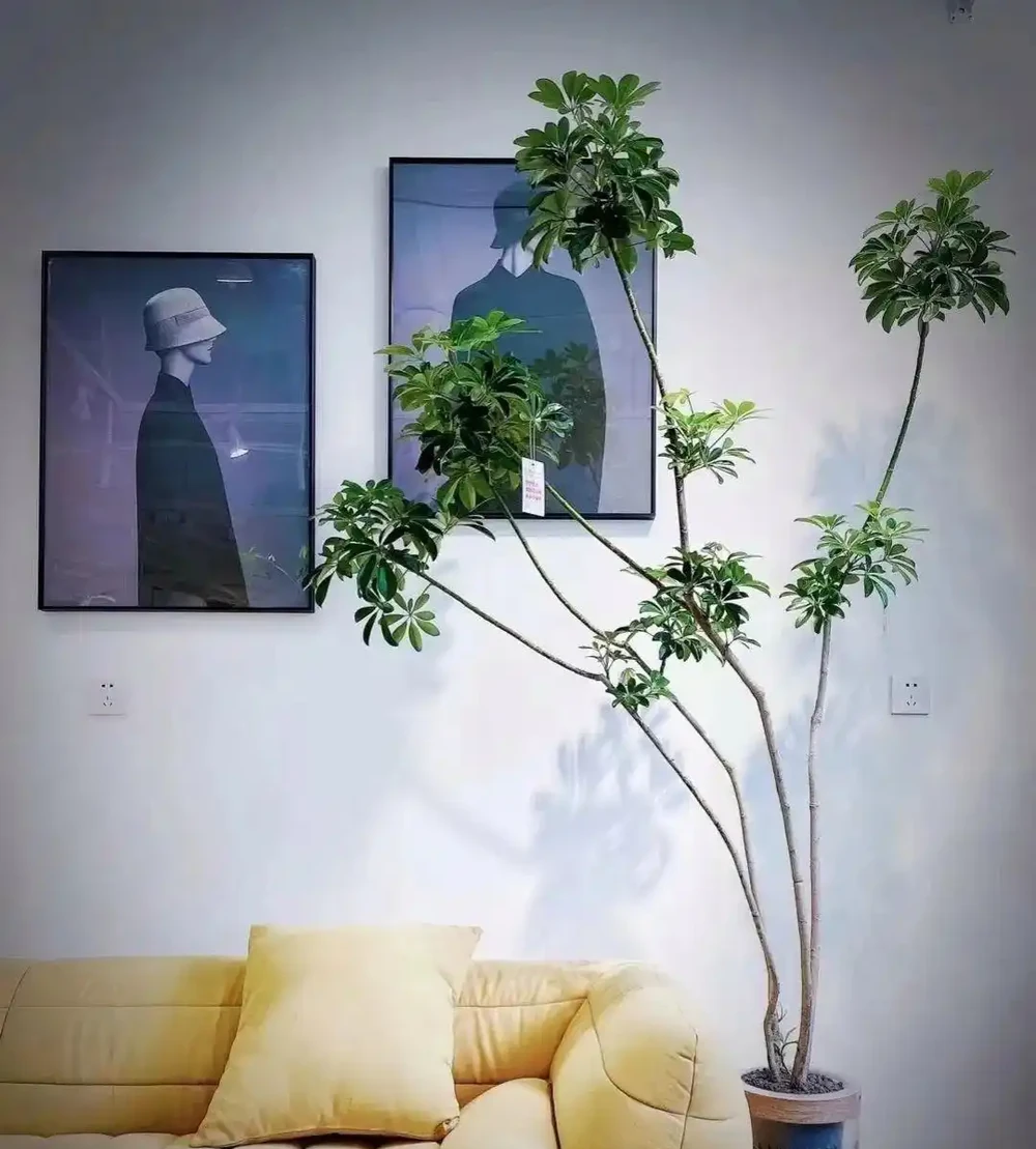 江蘇一戶人家,因「水耕鴨腳木」走紅,太清透了,好治癒!