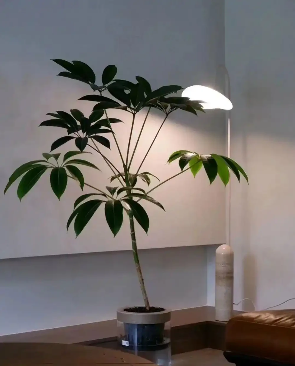 江蘇一戶人家,因「水耕鴨腳木」走紅,太清透了,好治癒!