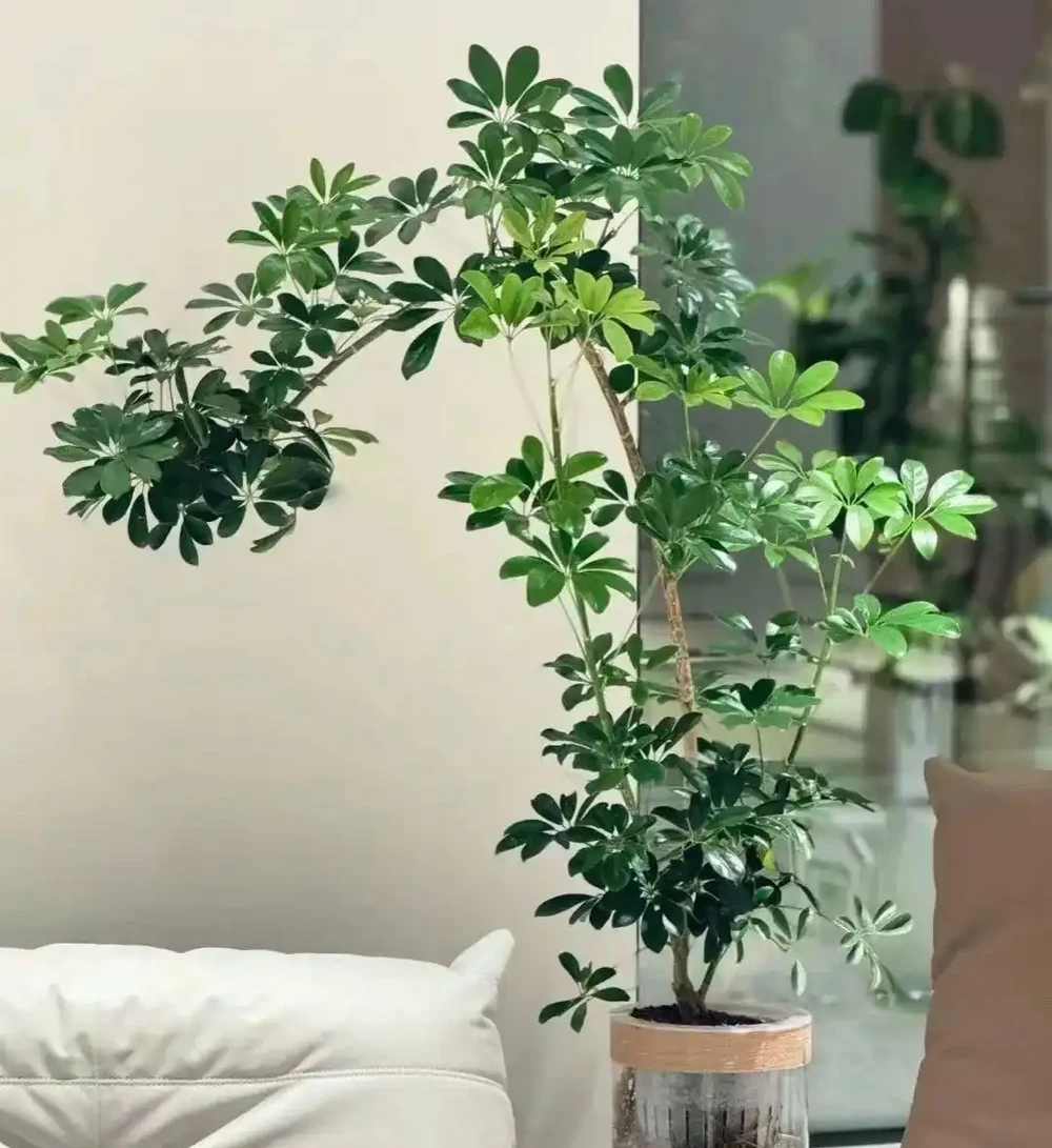 江蘇一戶人家,因「水耕鴨腳木」走紅,太清透了,好治癒!