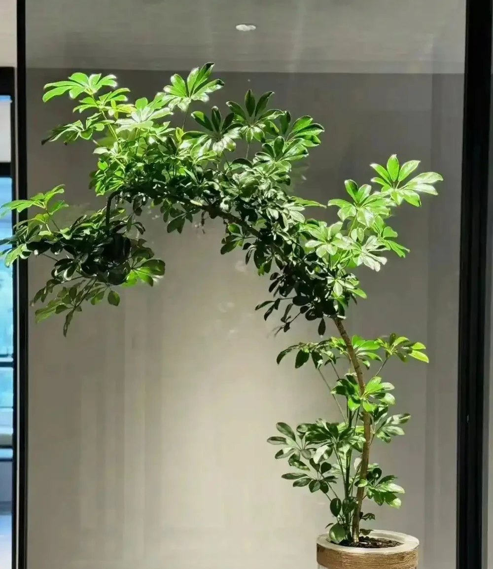 江蘇一戶人家,因「水耕鴨腳木」走紅,太清透了,好治癒!