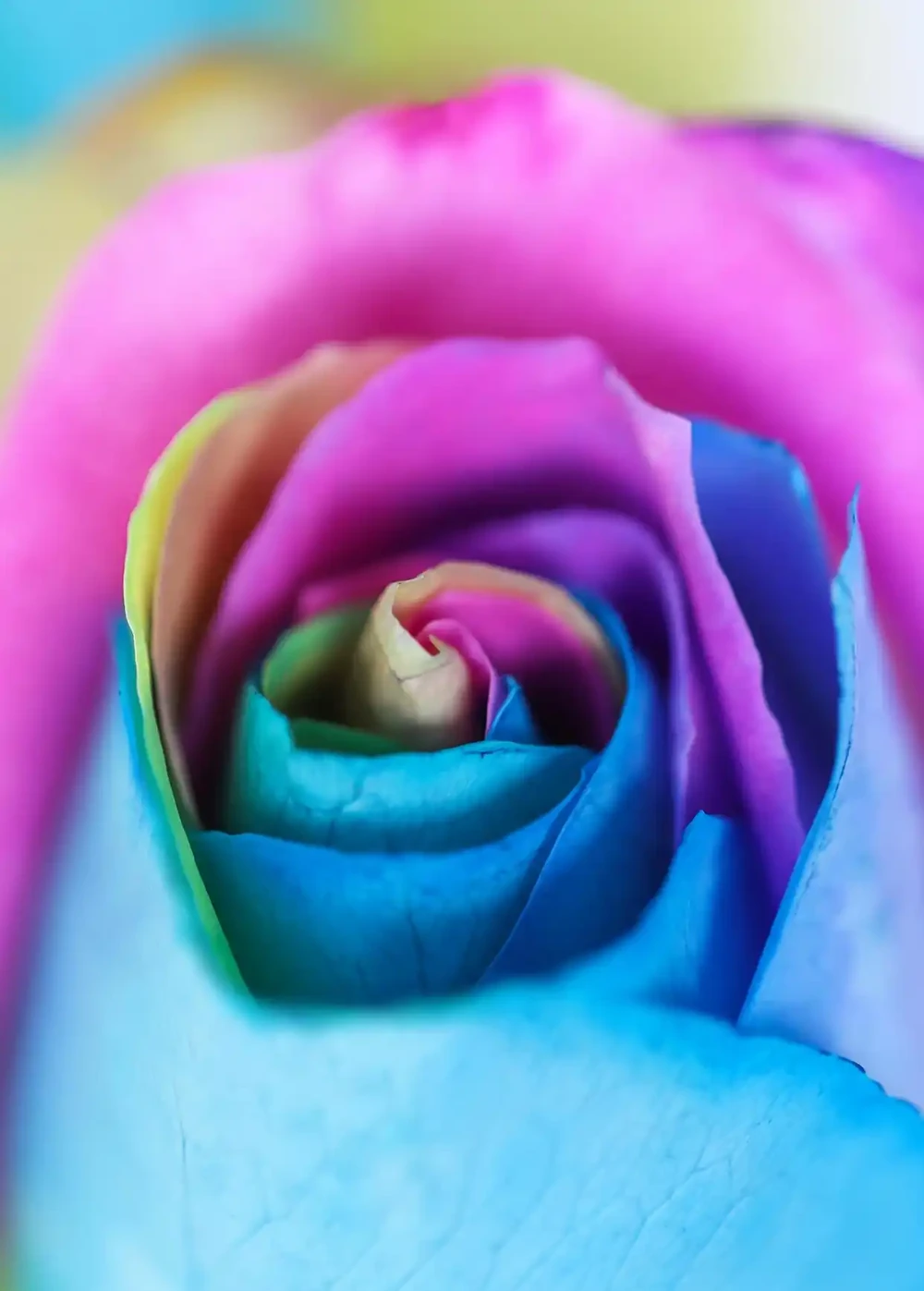玫瑰花有哪些稀有品種?你可能不知道的玫瑰花的秘密