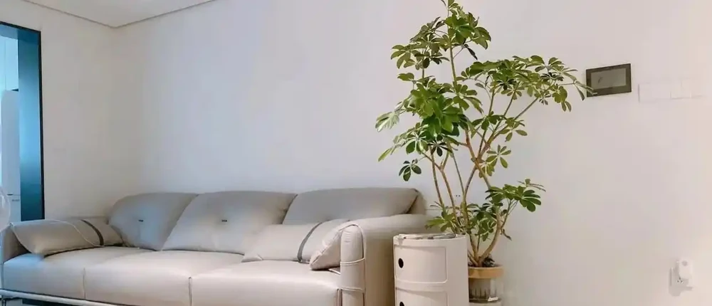 江蘇一戶人家,因「水耕鴨腳木」走紅,太清透了,好治癒!