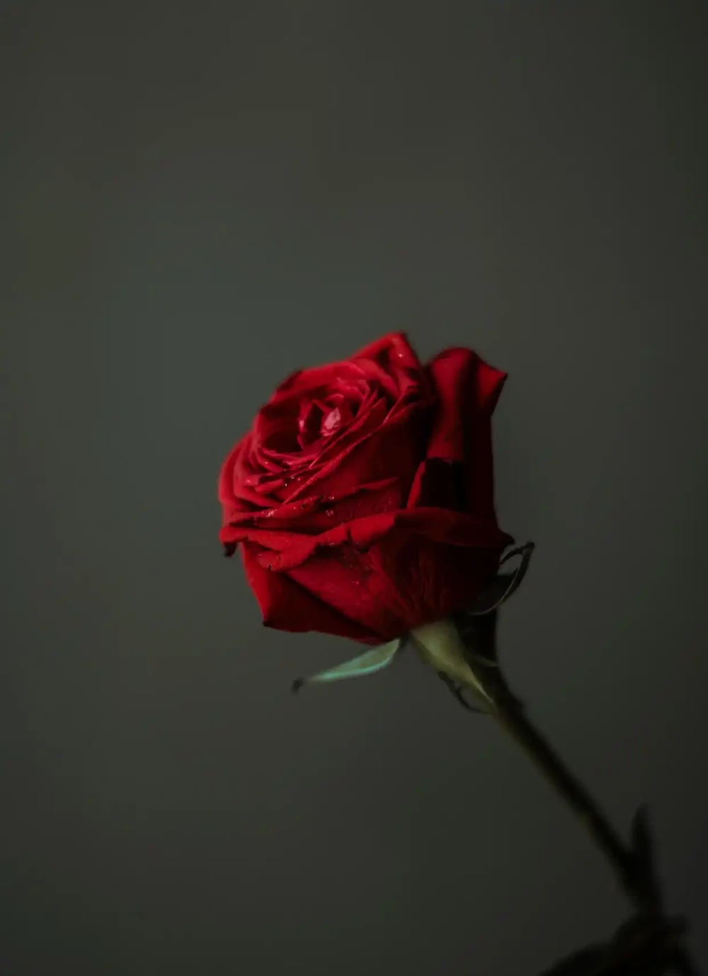 玫瑰花有哪些稀有品種?你可能不知道的玫瑰花的秘密