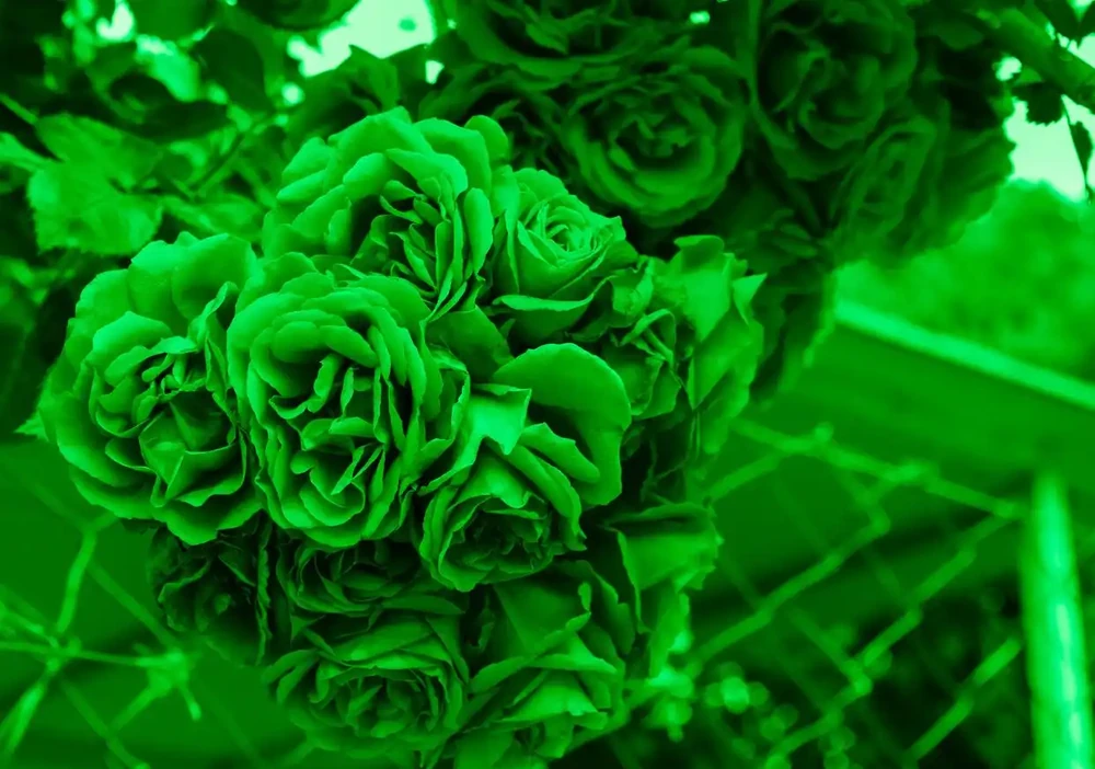 玫瑰花有哪些稀有品種?你可能不知道的玫瑰花的秘密