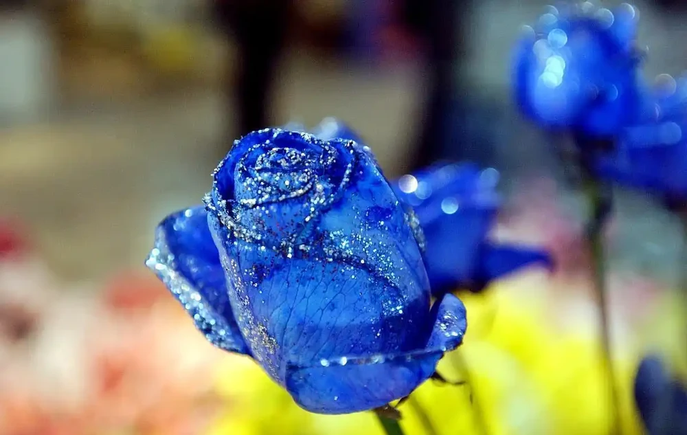 玫瑰花有哪些稀有品種?你可能不知道的玫瑰花的秘密