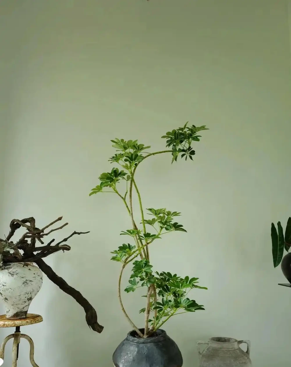 江蘇一戶人家,因「水耕鴨腳木」走紅,太清透了,好治癒!