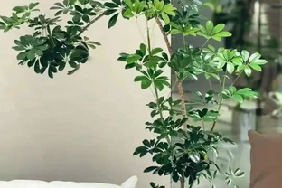 江蘇一戶人家，因「水耕鴨腳木」走紅，太清透了，好治癒！
