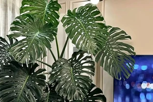 江蘇一姑娘，因客廳「巨型龜背芋」走紅，太美太霸氣了！