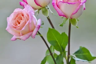 玫瑰花有哪些稀有品種？你可能不知道的玫瑰花的秘密