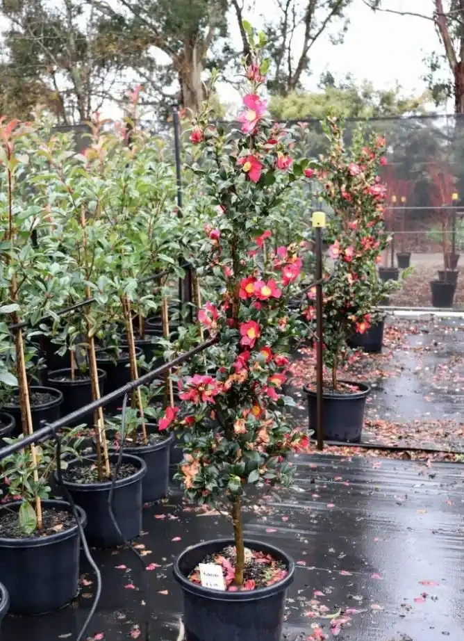 盆栽茶花的花朵總是沒法開啟,葉子枯焦,就是這7點沒做好