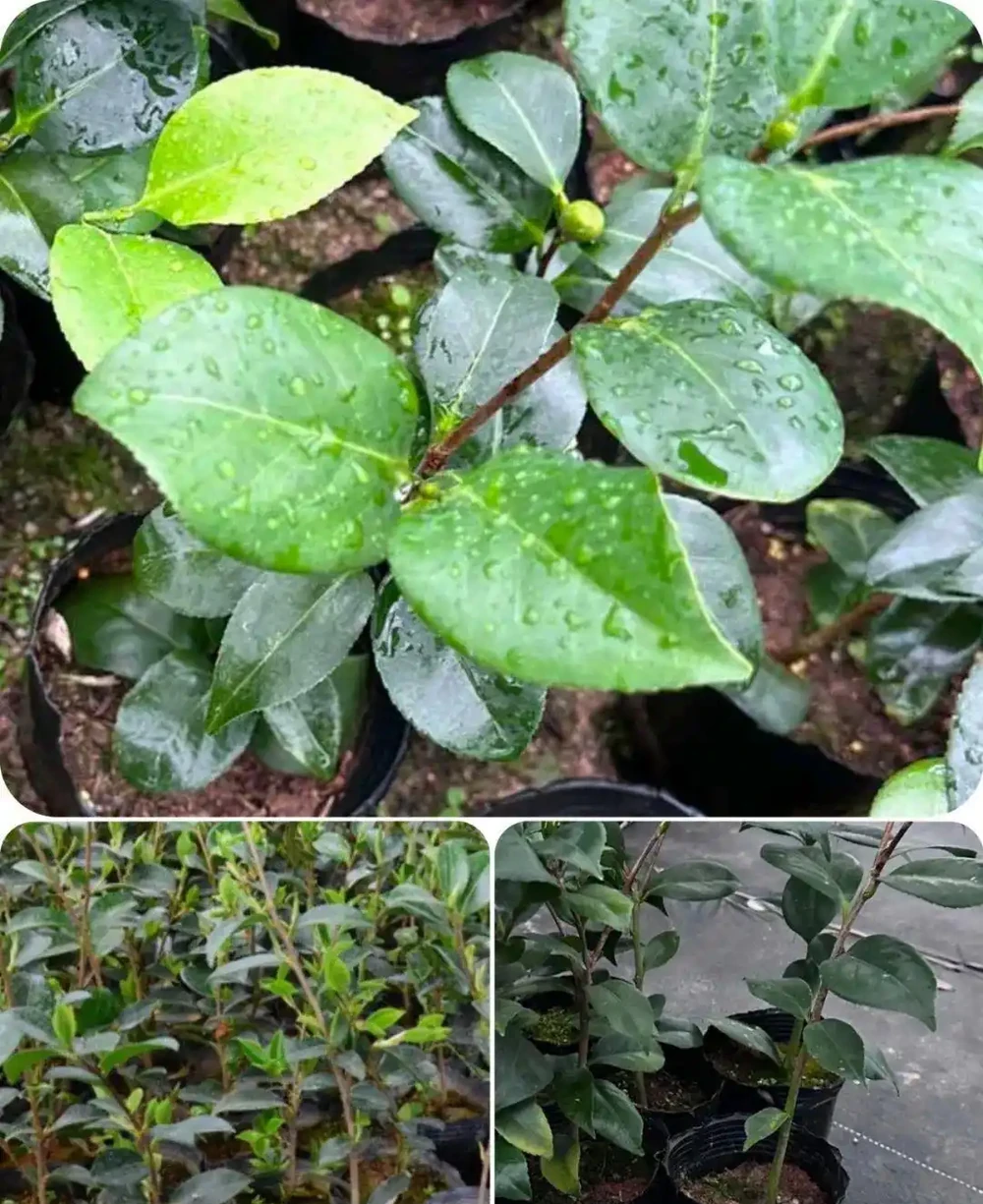 盆栽茶花的花朵總是沒法開啟,葉子枯焦,就是這7點沒做好