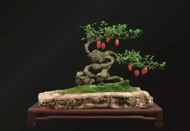 金彈子春季養護5大要素,認真學習,你也能養出高檔盆景!