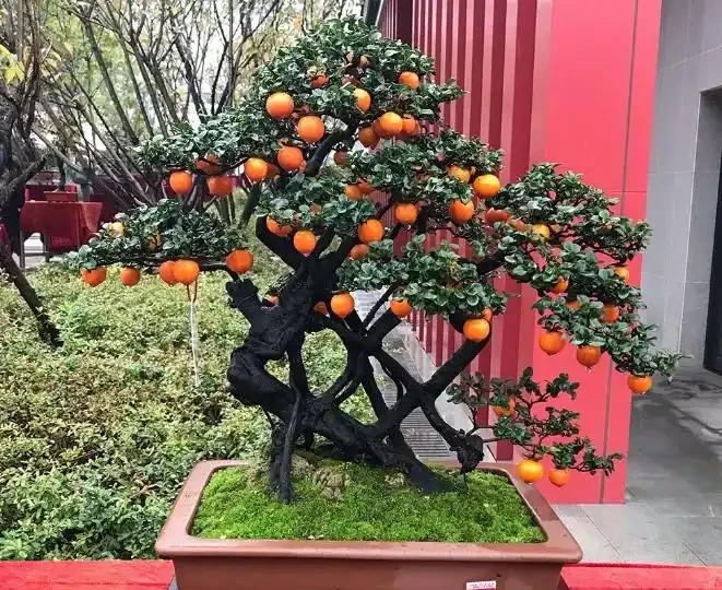 金彈子春季養護5大要素,認真學習,你也能養出高檔盆景!