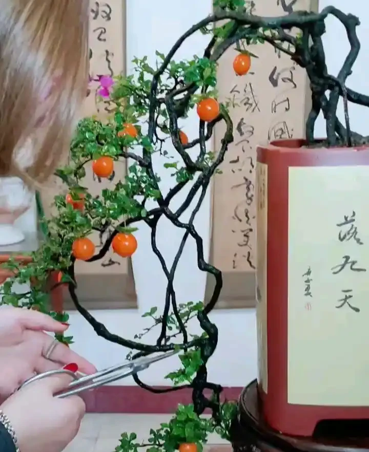 金彈子春季養護5大要素,認真學習,你也能養出高檔盆景!