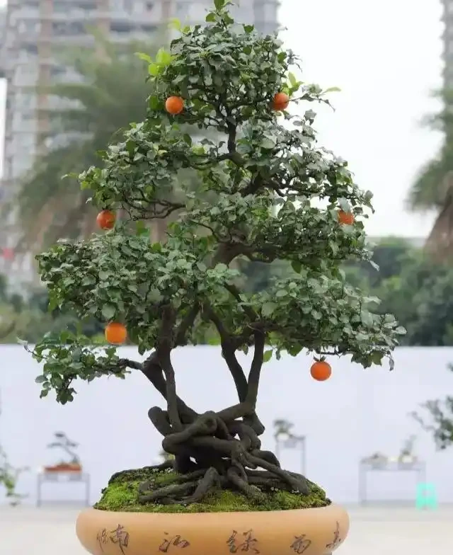 金彈子春季養護5大要素,認真學習,你也能養出高檔盆景!