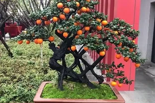 金彈子春季養護5大要素，認真學習，你也能養出高檔盆景！