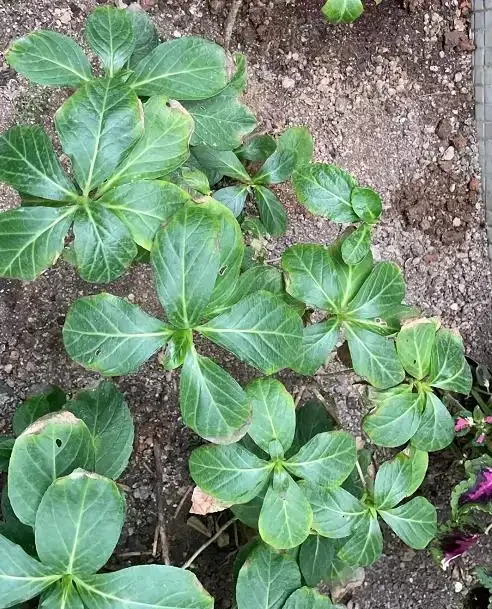 新手花友養盆栽總是黃葉枯萎狀況不斷?問題就在這5點,建議收藏