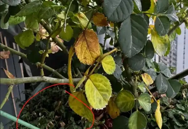 新手花友養盆栽總是黃葉枯萎狀況不斷?問題就在這5點,建議收藏