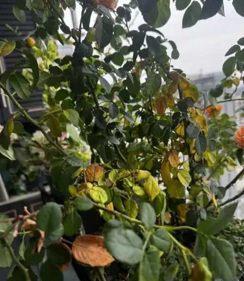 新手花友養盆栽總是黃葉枯萎狀況不斷?問題就在這5點,建議收藏