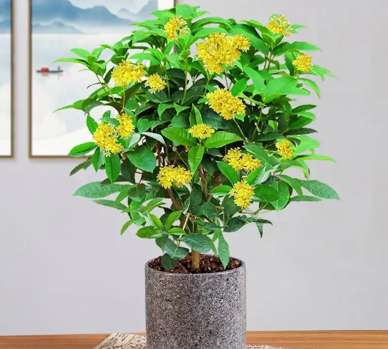 木樨樹幹枯怎麼辦?木樨樹幹枯問題解析與救治策略