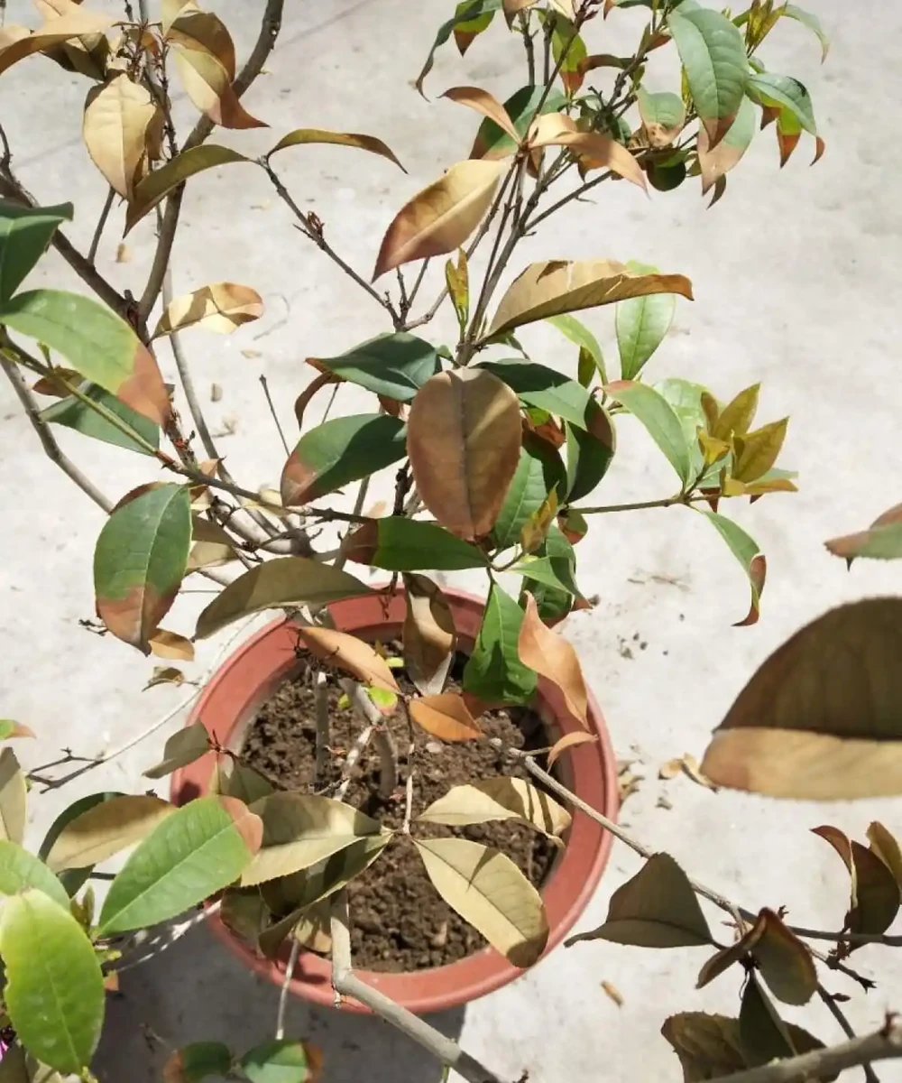 木樨樹幹枯怎麼辦?木樨樹幹枯問題解析與救治策略