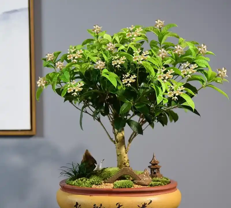 木樨樹幹枯怎麼辦?木樨樹幹枯問題解析與救治策略