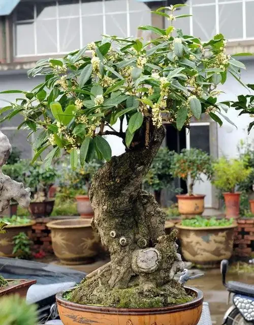 木樨樹幹枯怎麼辦?木樨樹幹枯問題解析與救治策略