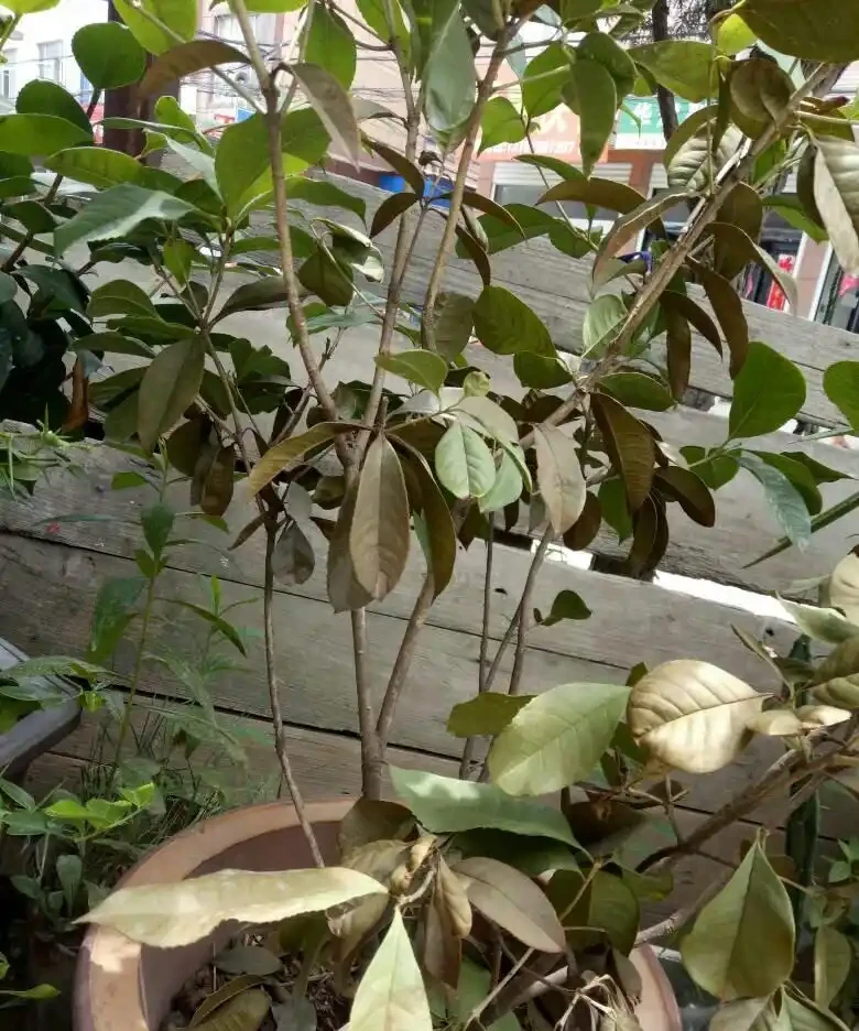木樨樹幹枯怎麼辦?木樨樹幹枯問題解析與救治策略