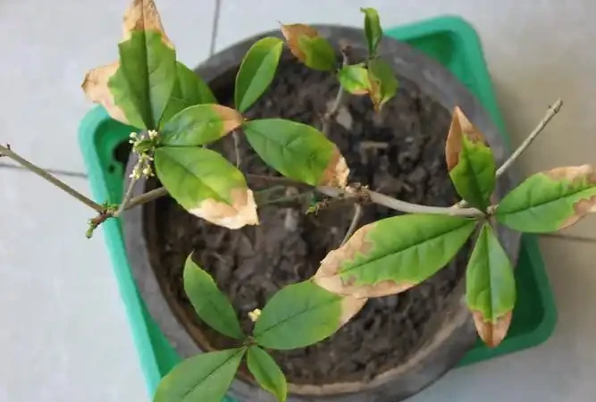 木樨樹幹枯怎麼辦?木樨樹幹枯問題解析與救治策略