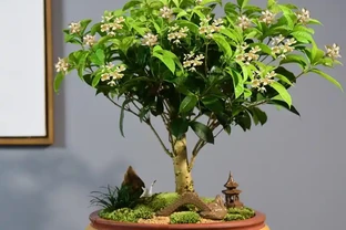 木樨樹幹枯怎麼辦？木樨樹幹枯問題解析與救治策略