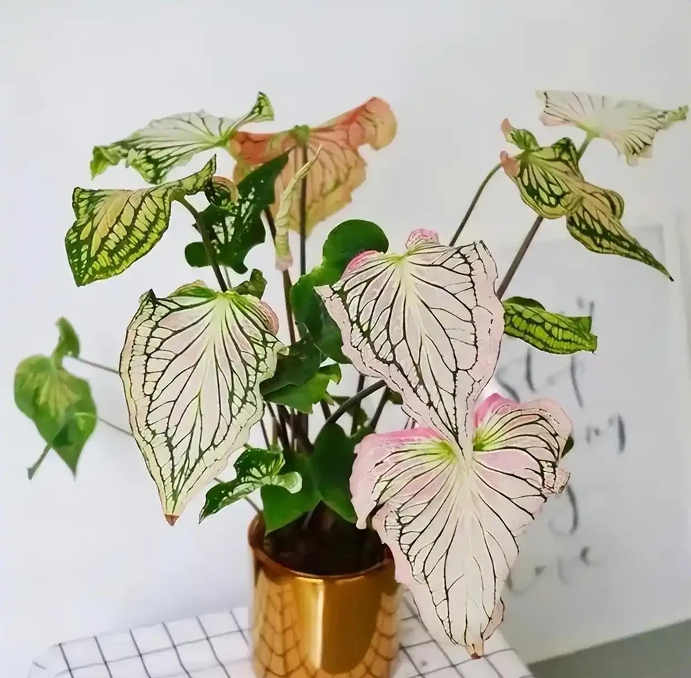 10種「喜陰花」,不能「曬大太陽」,曬一盆蔫一盆!