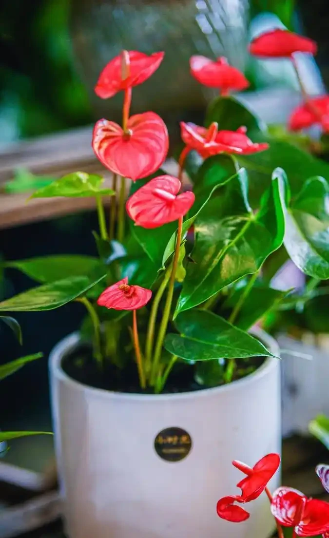 10種「喜陰花」,不能「曬大太陽」,曬一盆蔫一盆!