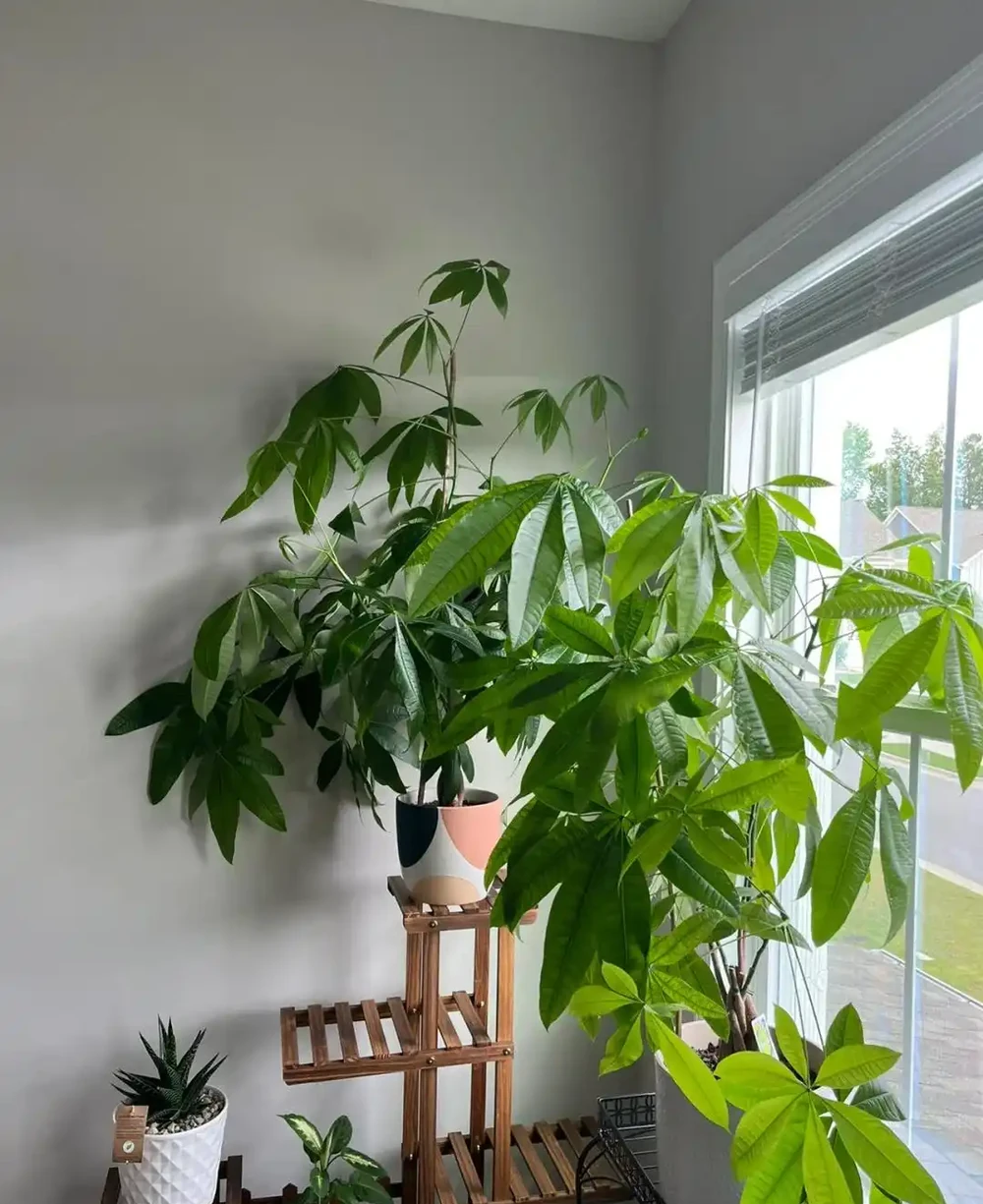 10種「喜陰花」,不能「曬大太陽」,曬一盆蔫一盆!