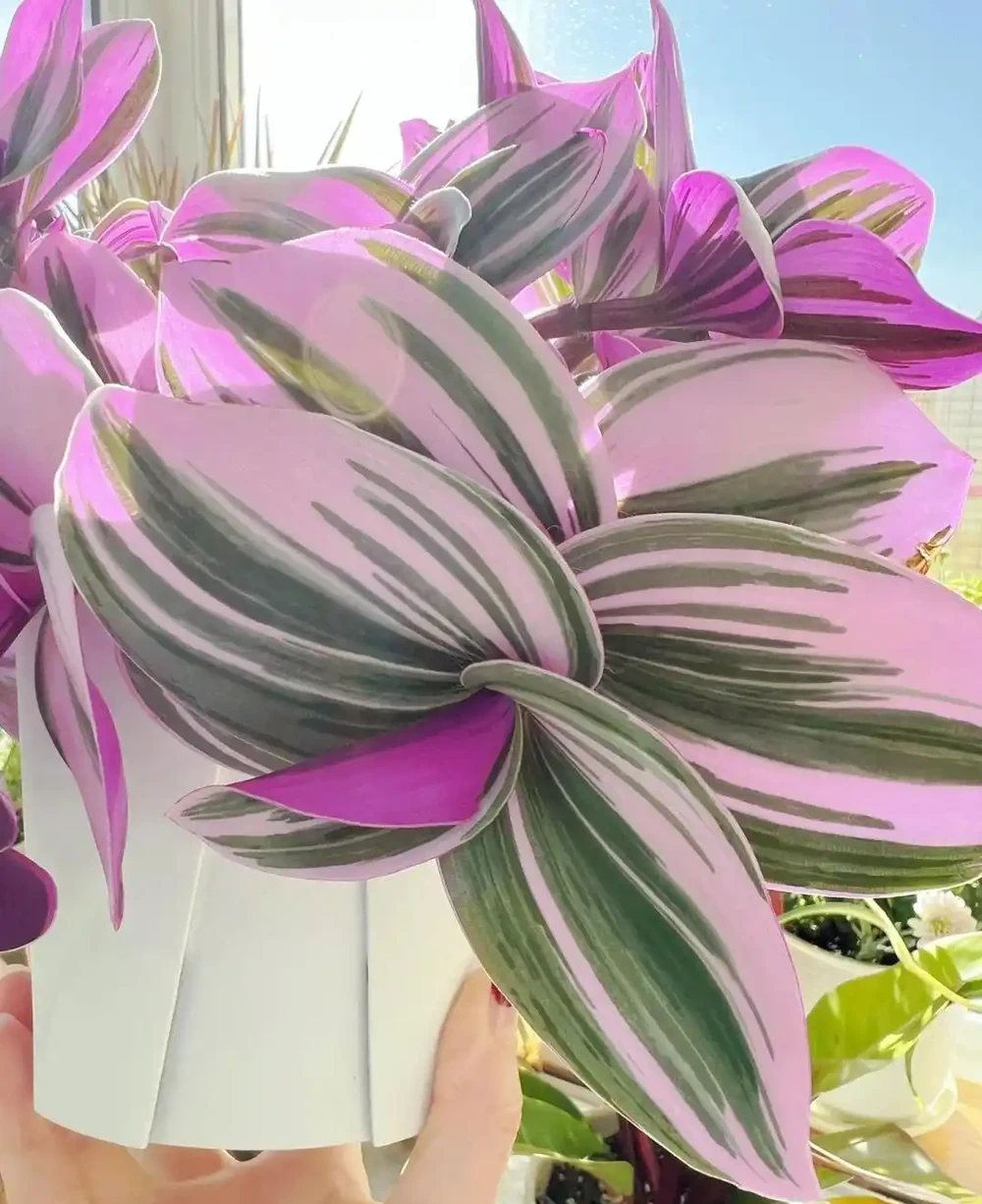 10種「喜陰花」,不能「曬大太陽」,曬一盆蔫一盆!