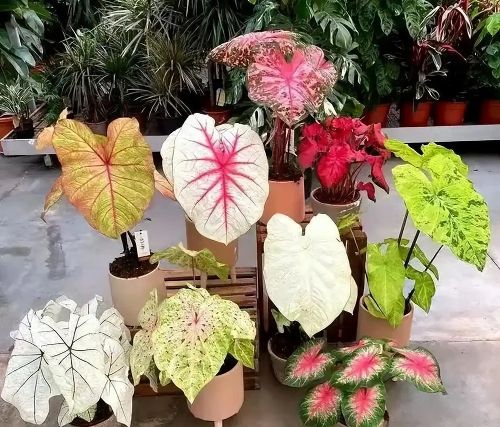 10種「喜陰花」,不能「曬大太陽」,曬一盆蔫一盆!