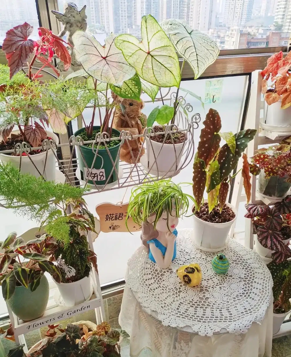10種「喜陰花」,不能「曬大太陽」,曬一盆蔫一盆!