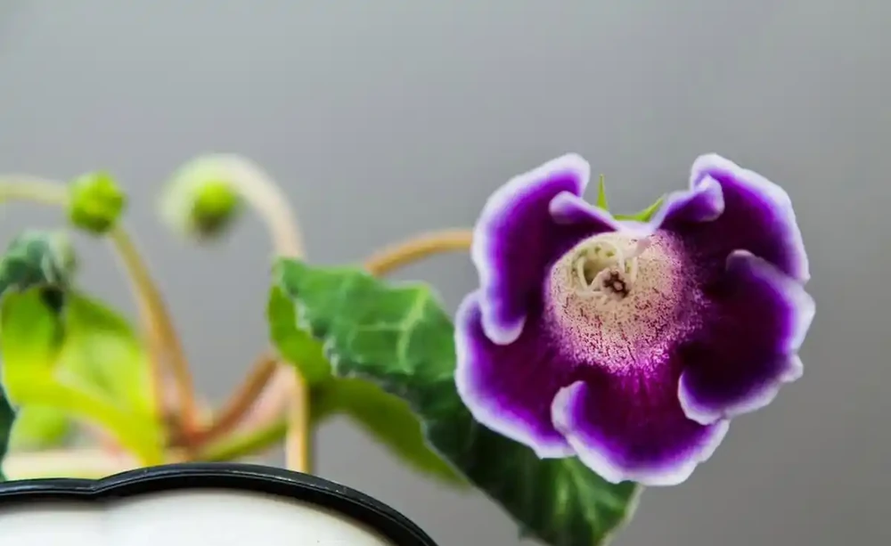 10種「喜陰花」,不能「曬大太陽」,曬一盆蔫一盆!