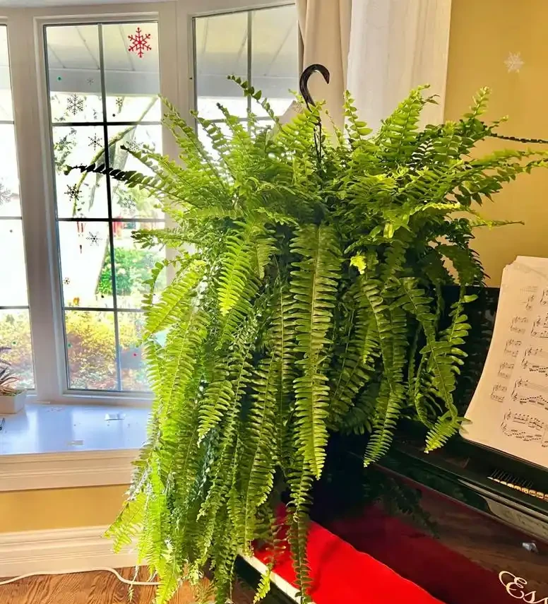 10種「喜陰花」,不能「曬大太陽」,曬一盆蔫一盆!