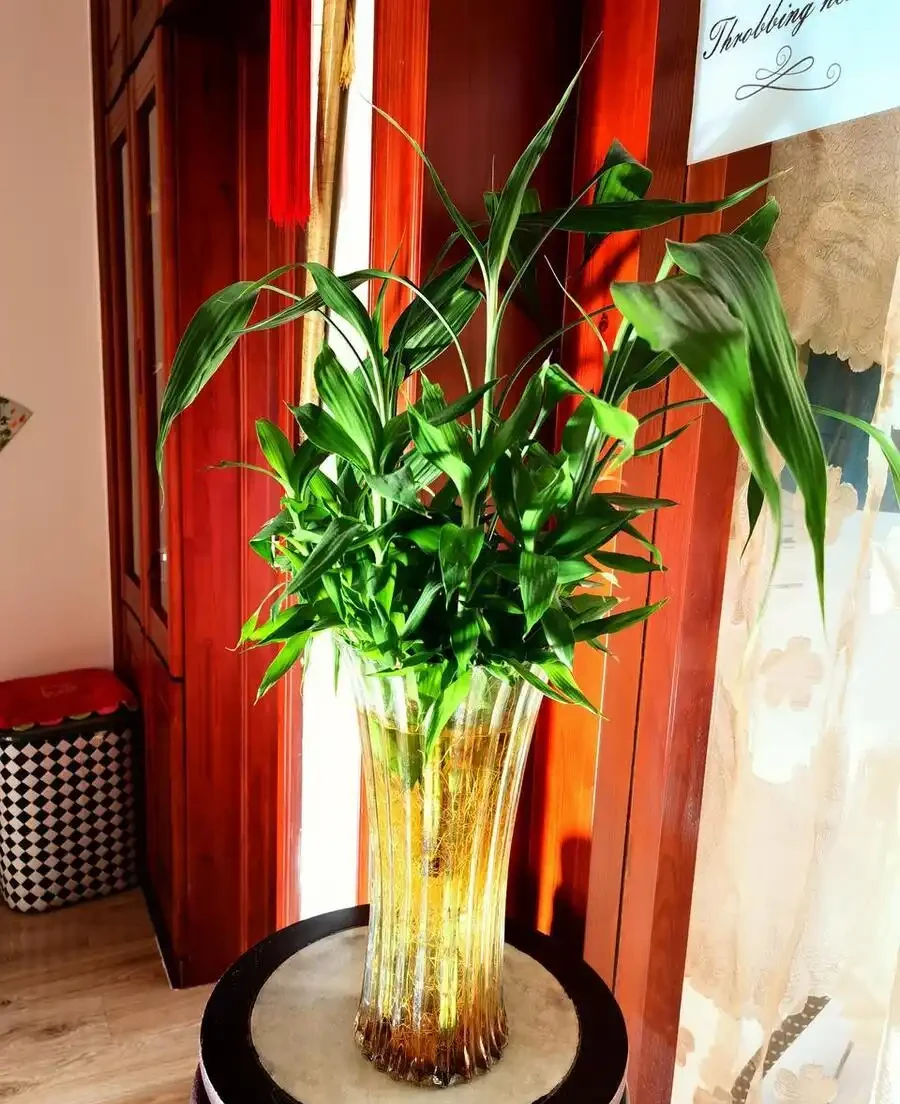 10種「喜陰花」,不能「曬大太陽」,曬一盆蔫一盆!
