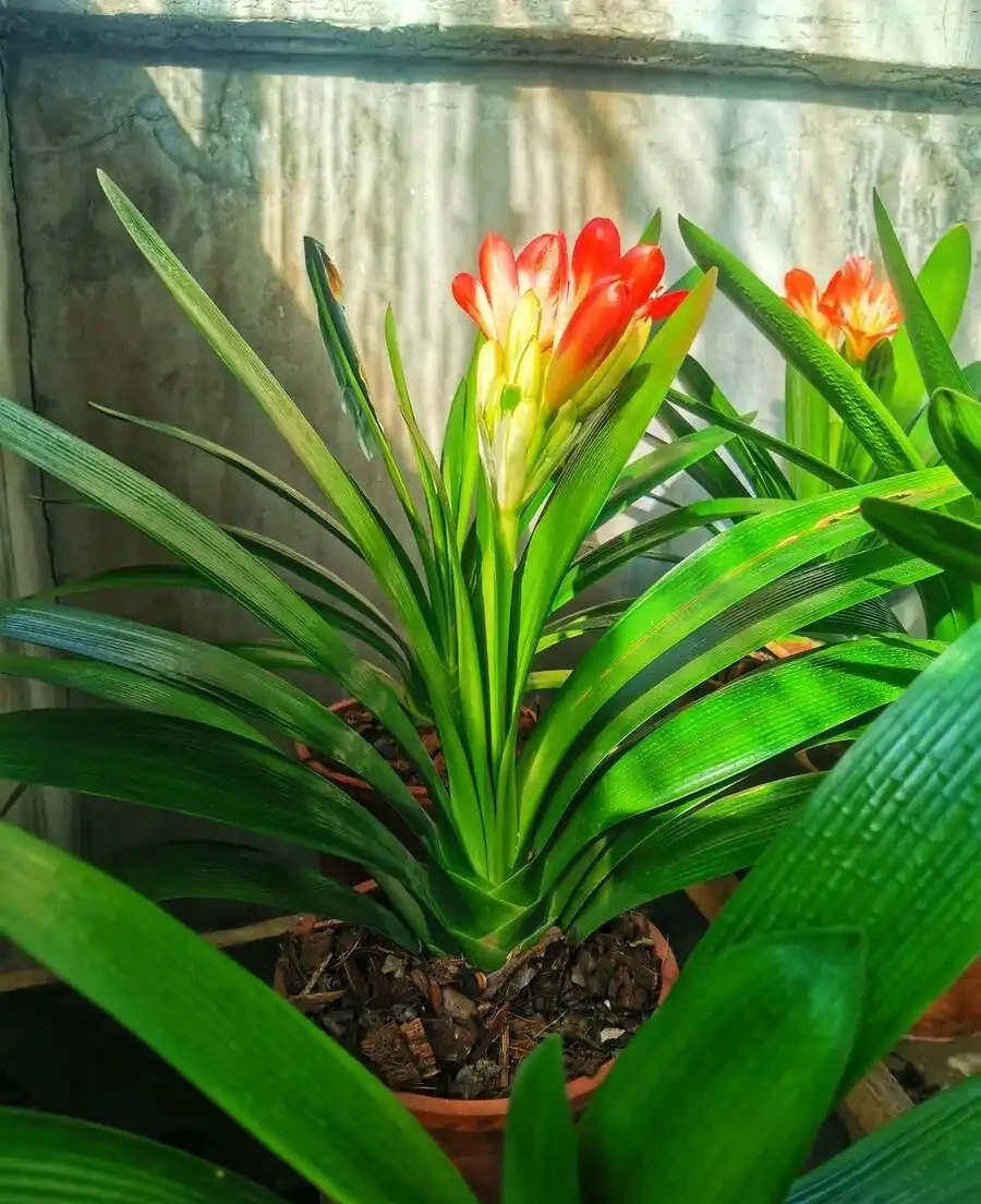 10種「喜陰花」,不能「曬大太陽」,曬一盆蔫一盆!