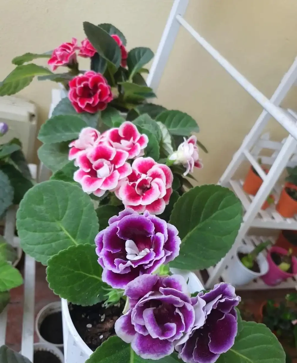 10種「喜陰花」,不能「曬大太陽」,曬一盆蔫一盆!