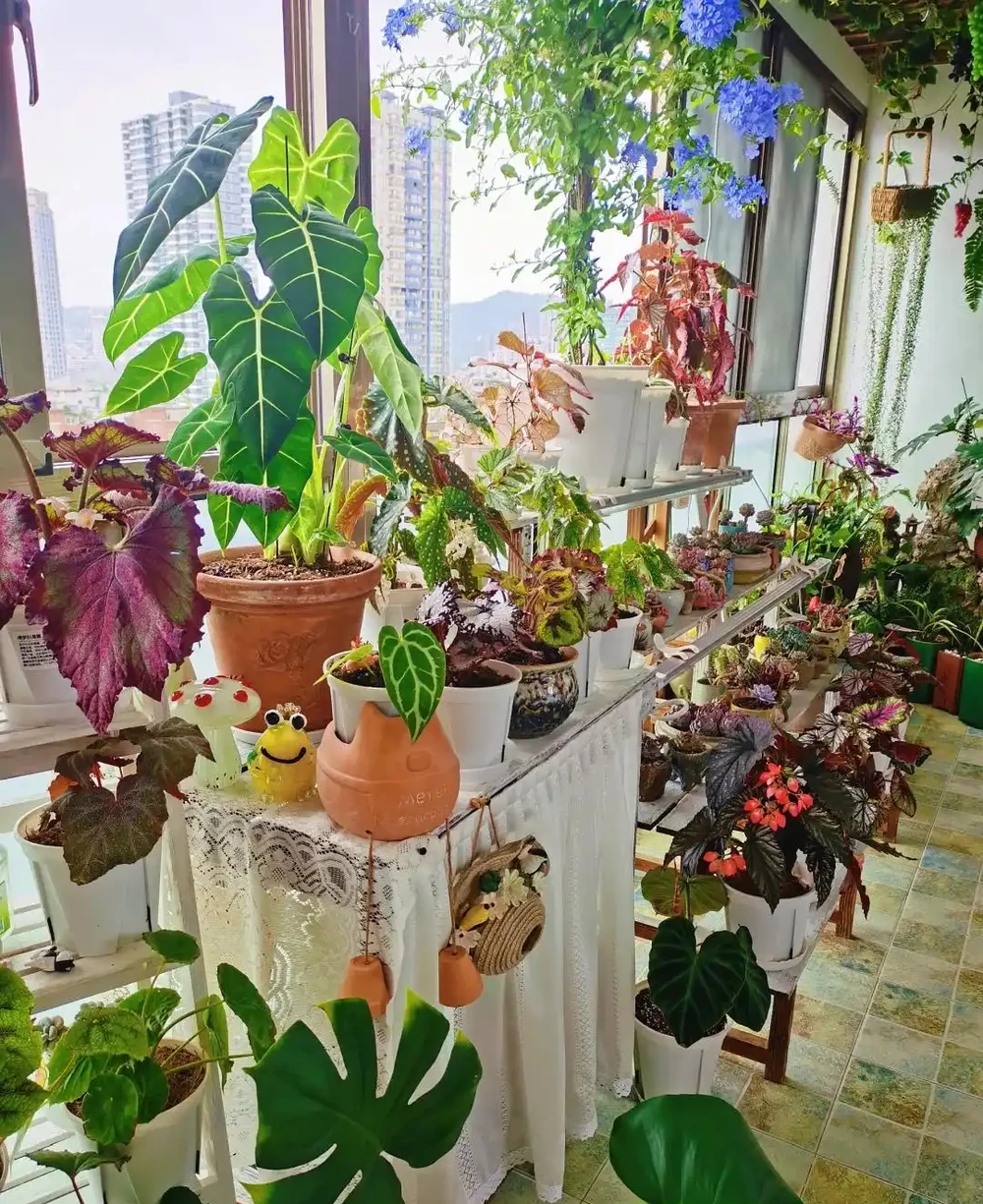 10種「喜陰花」,不能「曬大太陽」,曬一盆蔫一盆!