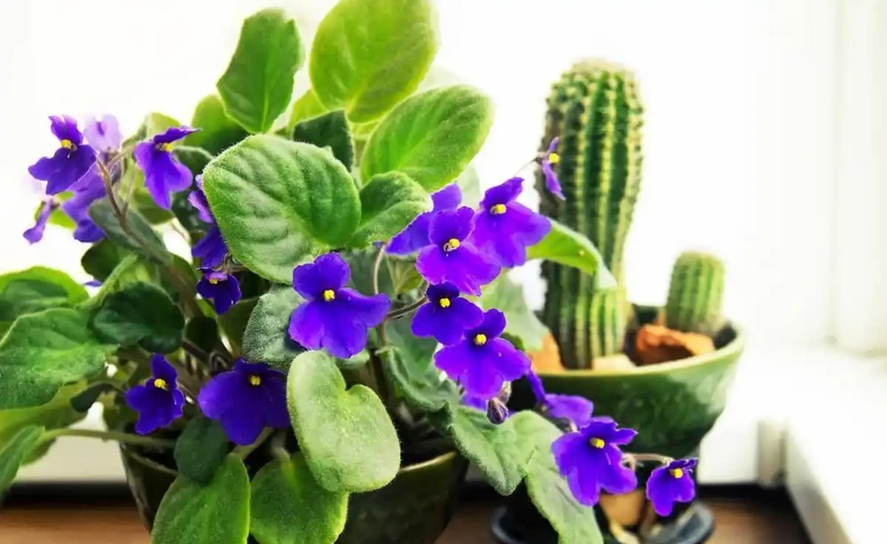 10種「喜陰花」,不能「曬大太陽」,曬一盆蔫一盆!