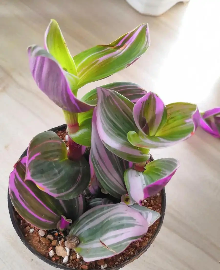 10種「喜陰花」,不能「曬大太陽」,曬一盆蔫一盆!
