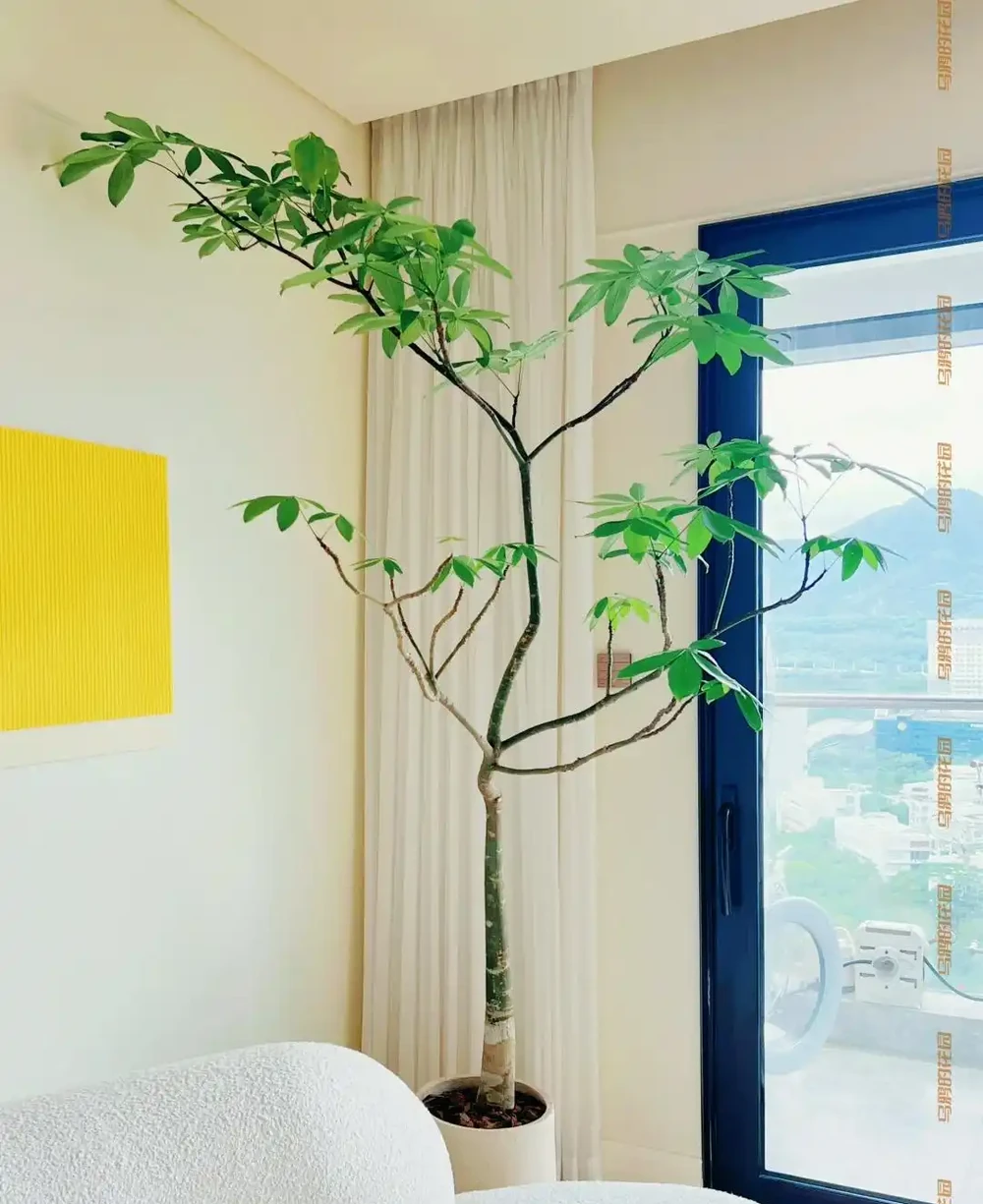 10種「喜陰花」,不能「曬大太陽」,曬一盆蔫一盆!