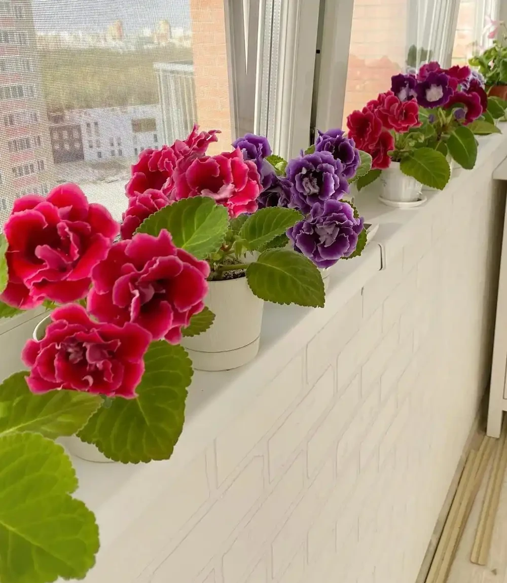 10種「喜陰花」,不能「曬大太陽」,曬一盆蔫一盆!