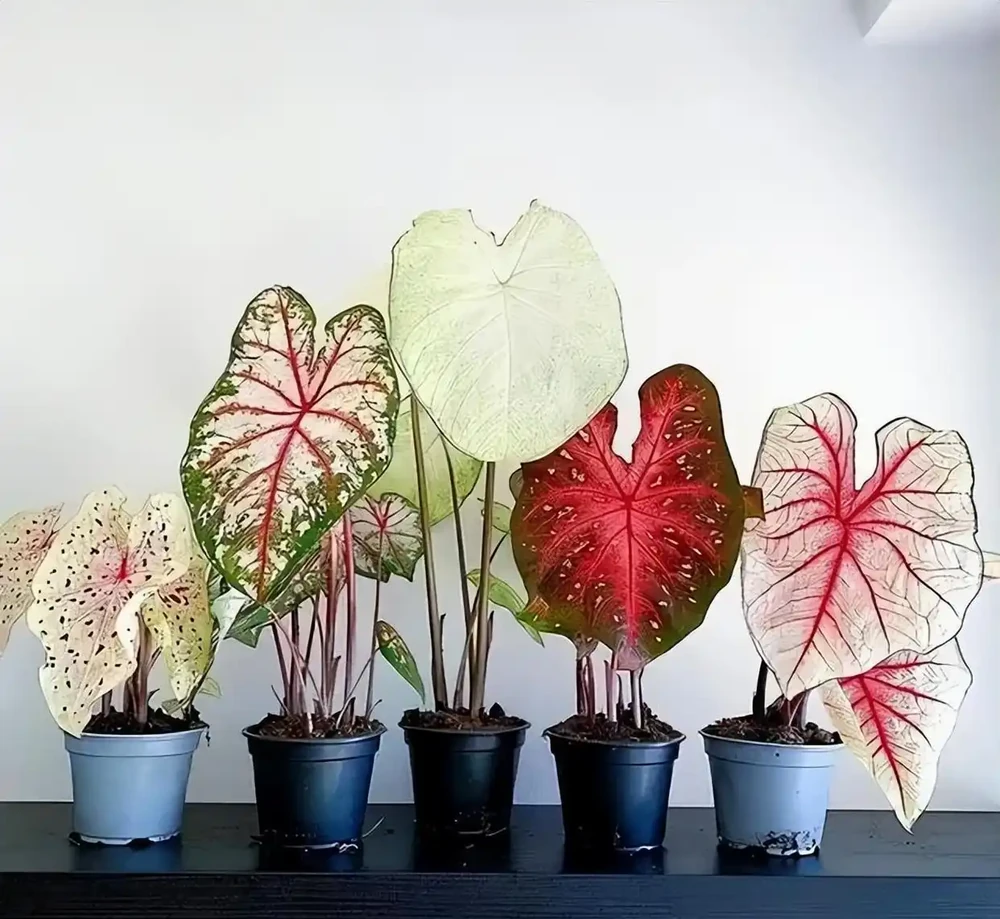 10種「喜陰花」,不能「曬大太陽」,曬一盆蔫一盆!
