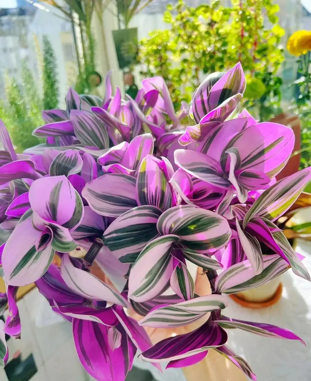 10種「喜陰花」,不能「曬大太陽」,曬一盆蔫一盆!