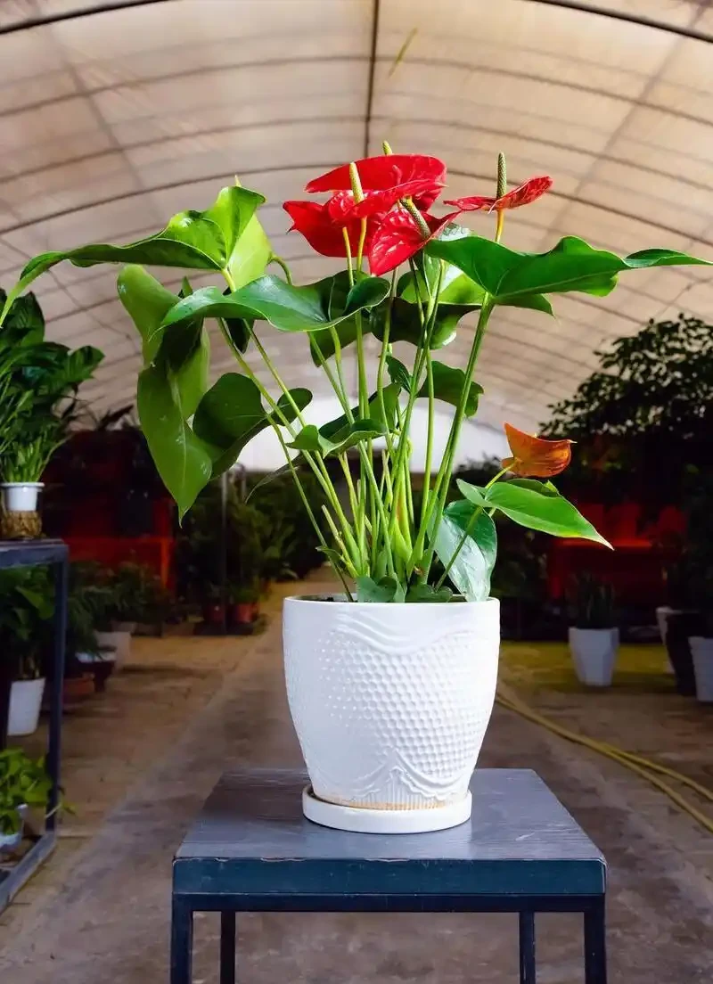 10種「喜陰花」,不能「曬大太陽」,曬一盆蔫一盆!
